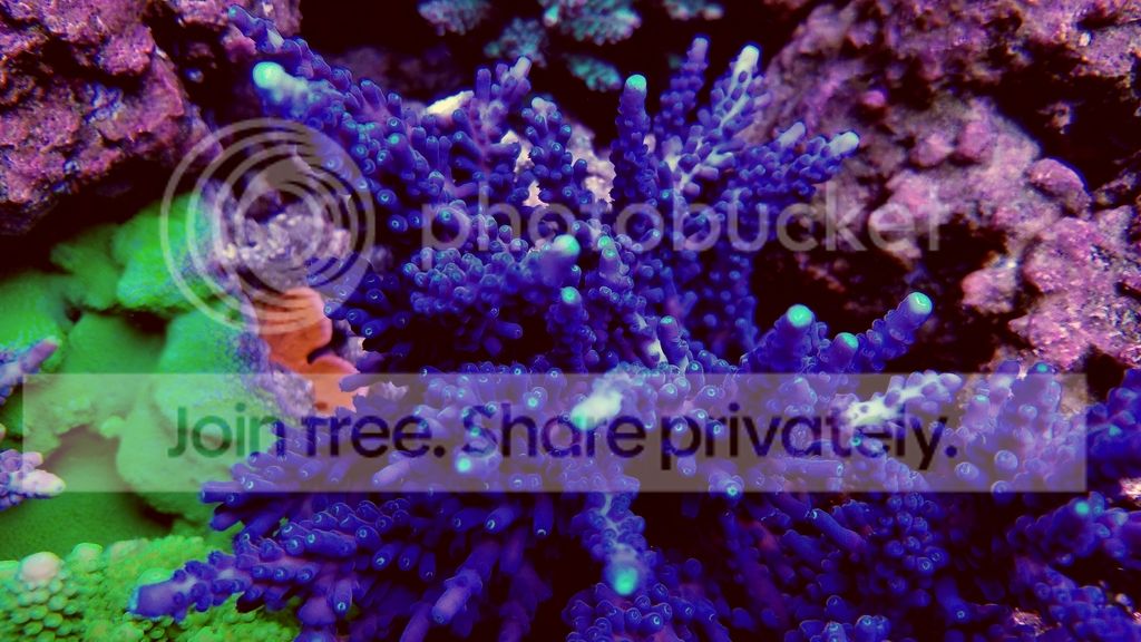 20170110_195206_zpsrk4rxw4e.jpg