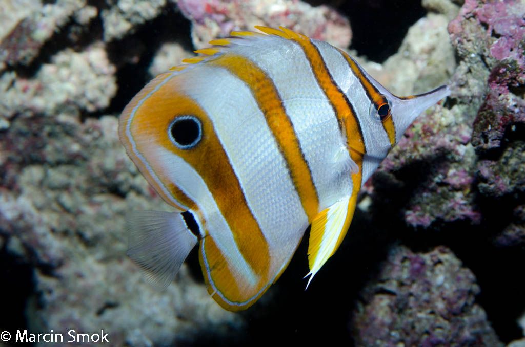 butterflyfish.jpg
