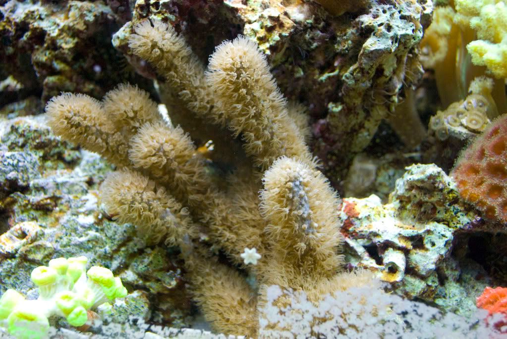 BrownPhotosyntheticGorgonian.jpg