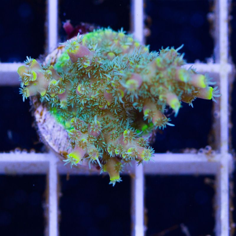 newacropora1892b.jpg~original