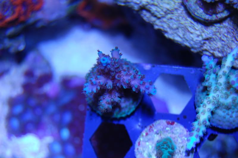 DSC_0178-1.jpg