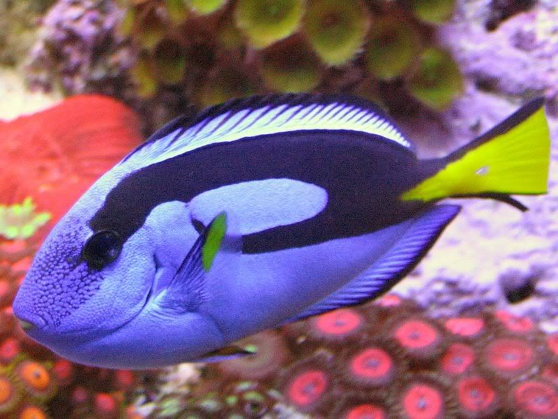 65g_fish004.jpg