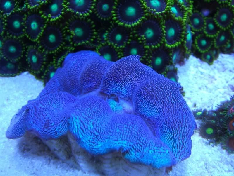 newclam.jpg
