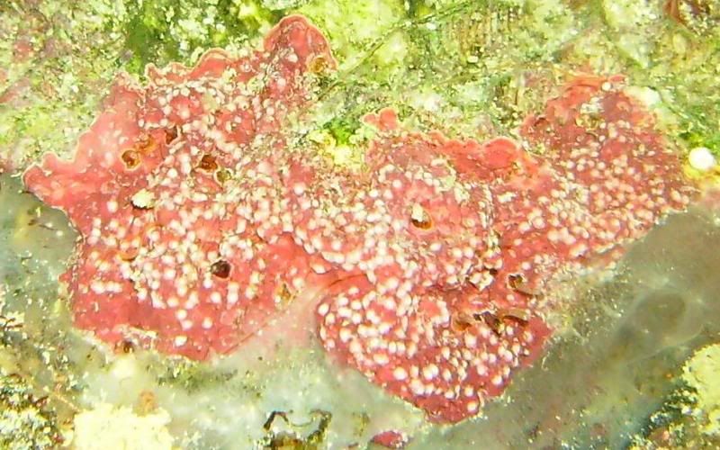 coralline3.jpg