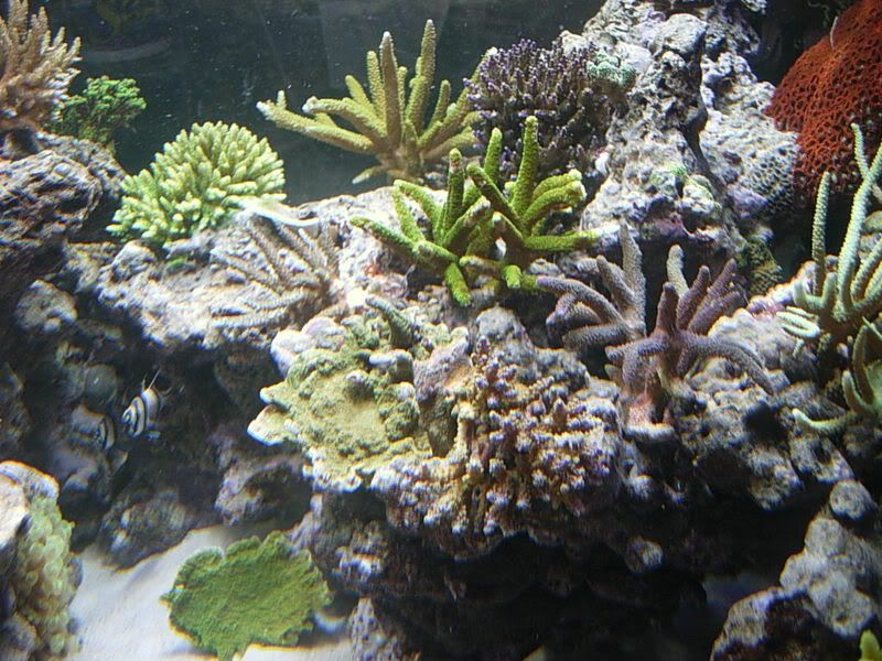 DSCN0086.jpg