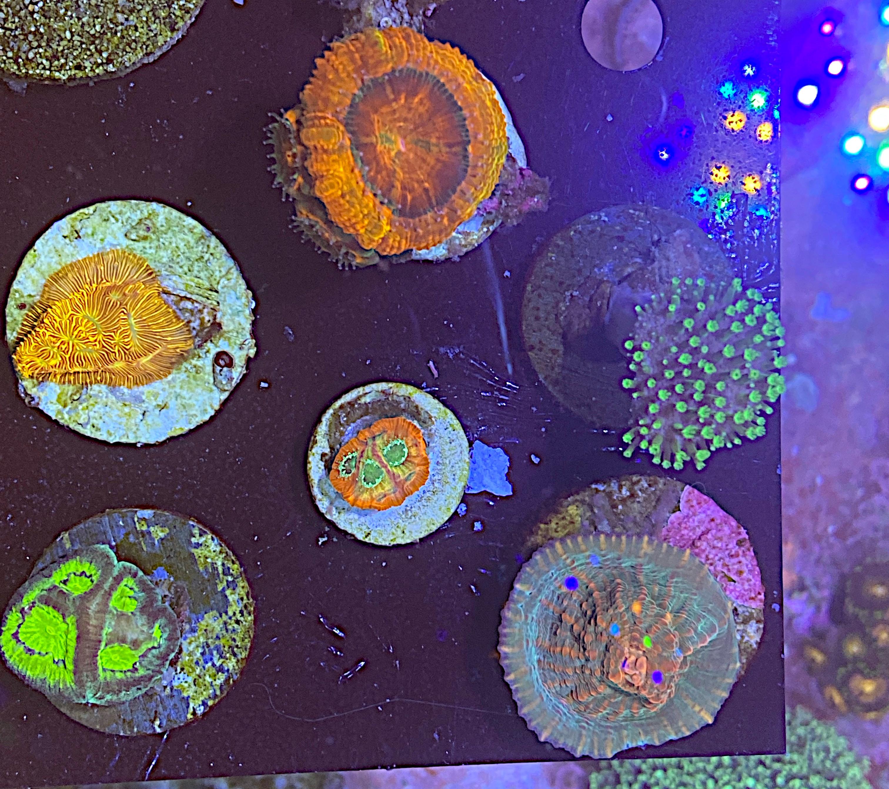 d7984330f09546f2ab3f81f3be26af8f.plist