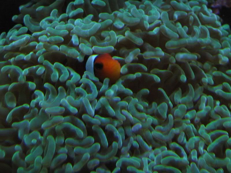 65g_maleclown.jpg