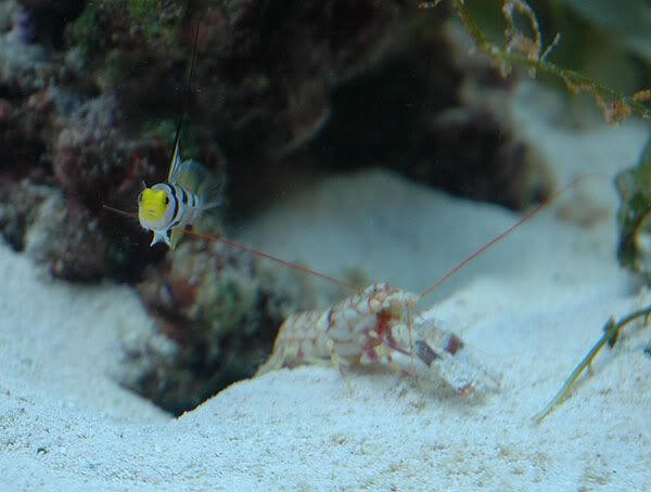 shrimpgoby3.jpg