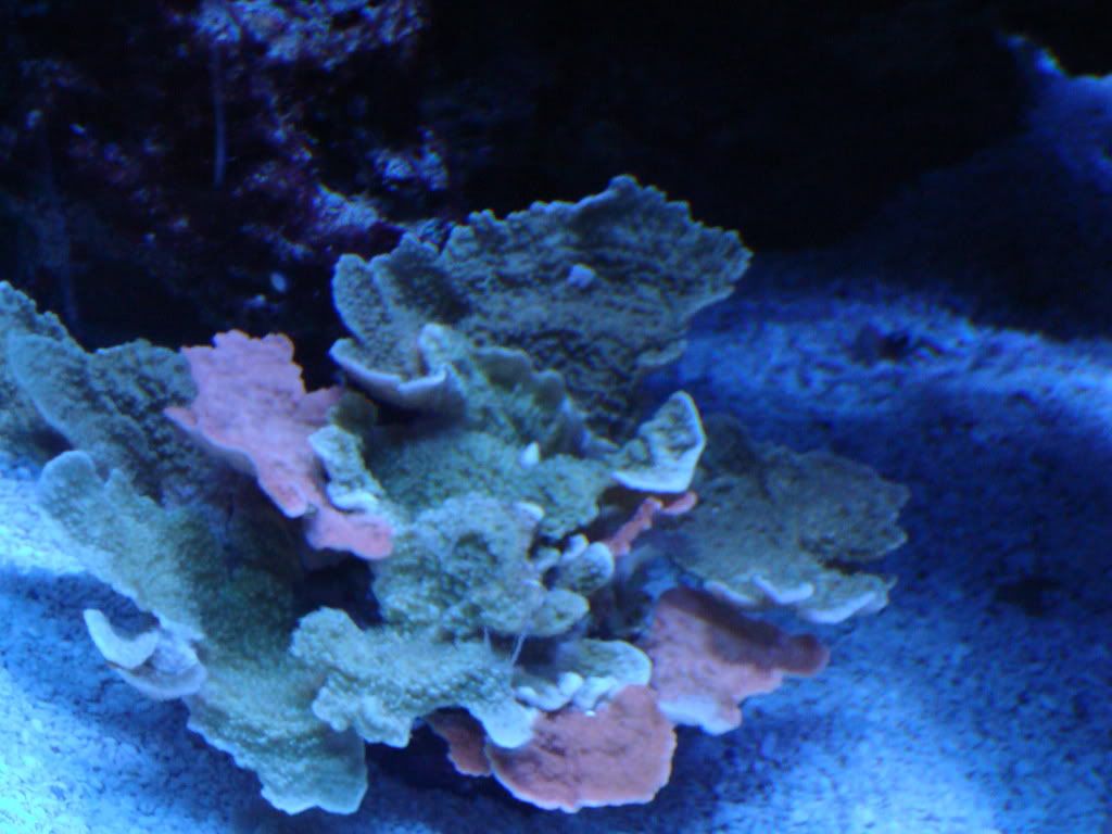 Tank2009june017.jpg