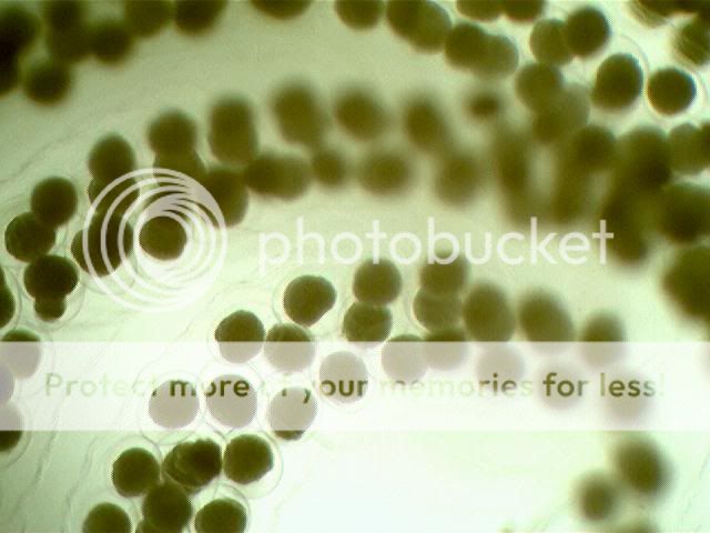 Picture053.jpg