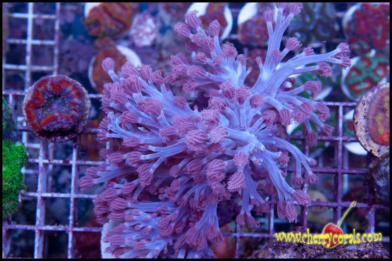 NewCorals100_1.jpg