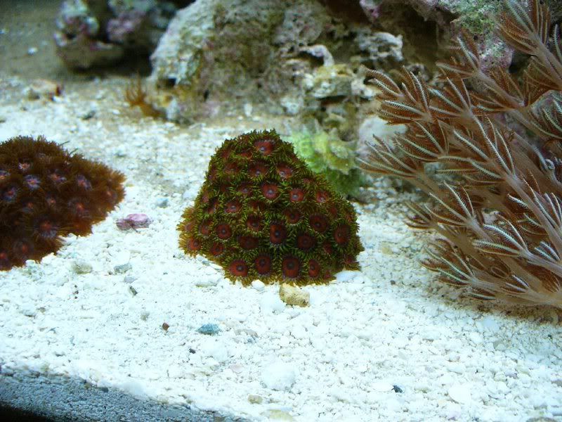 2mos_zoas.jpg