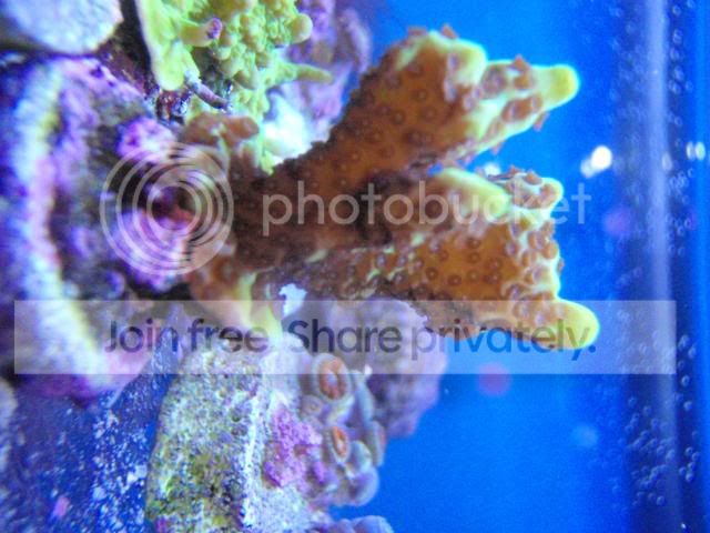coral4sale006.jpg