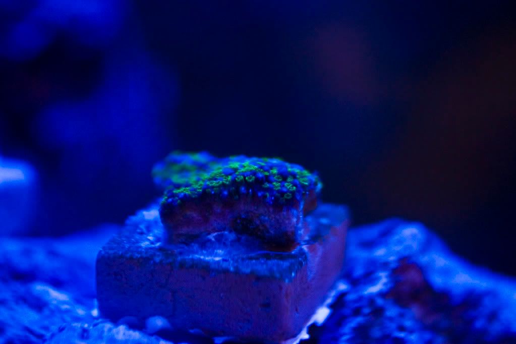 Coral.jpg