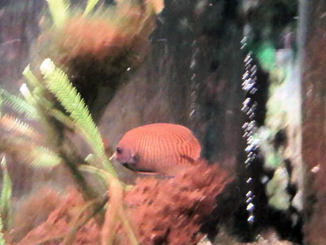 GoldenAngelfish2.jpg