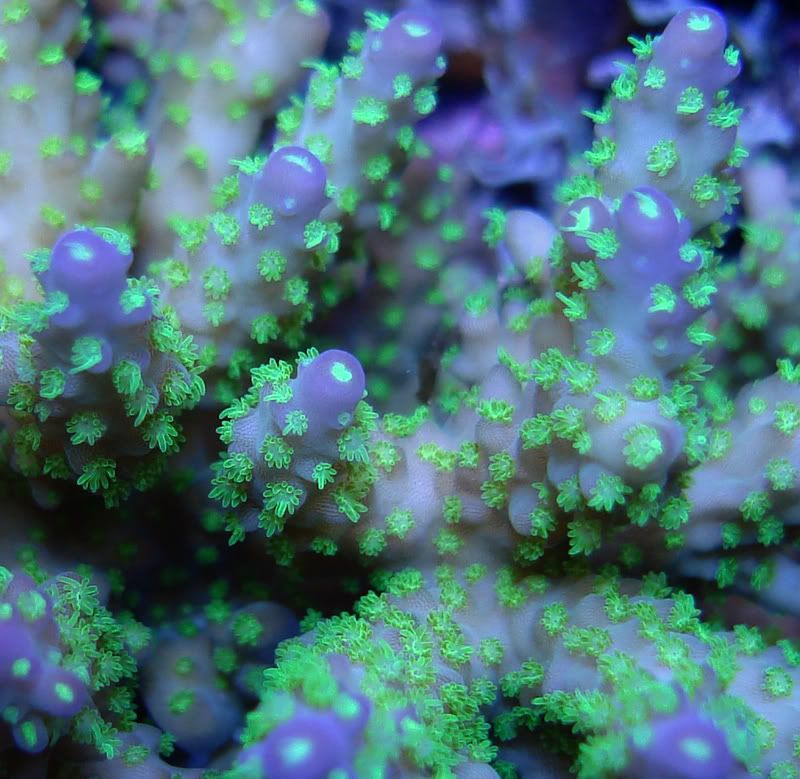 dec1707greenpolyps_edited-1.jpg