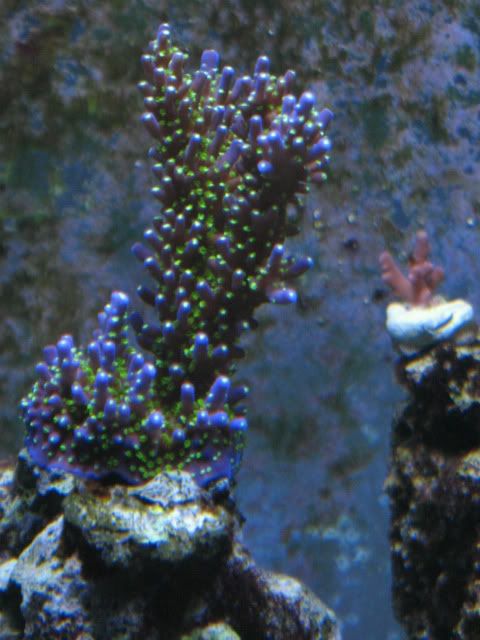 tank020932.jpg