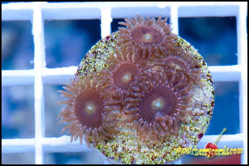 NewCorals_13-2.jpg