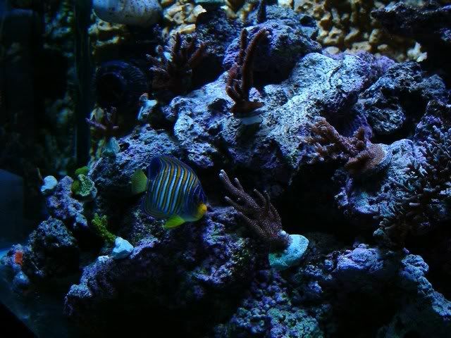 211Fish6.jpg