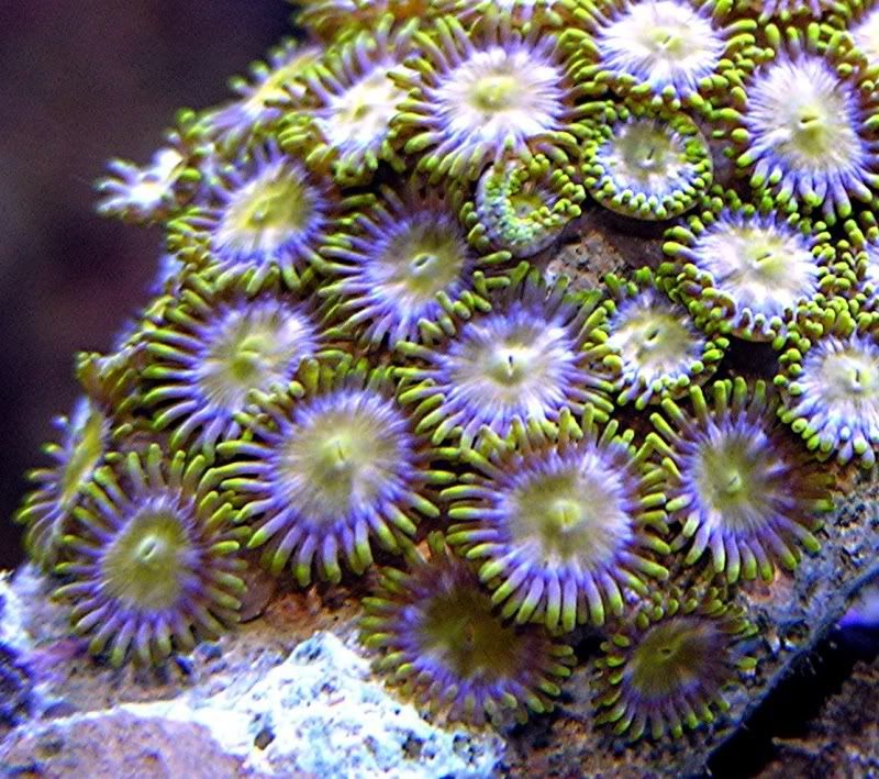 yellowandpurple5.jpg
