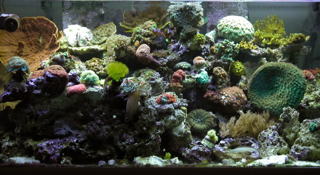 REEF92609FR0592.jpg