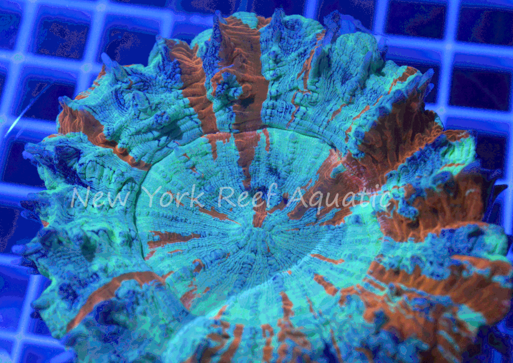 Done_DSC_1686_zpsv3vy4wmz.gif