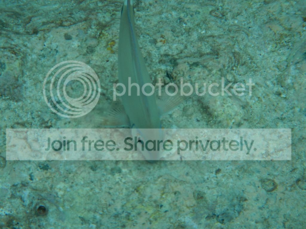 DSCN0518.jpg
