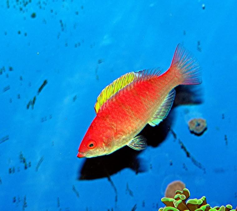 yellowfin7.jpg