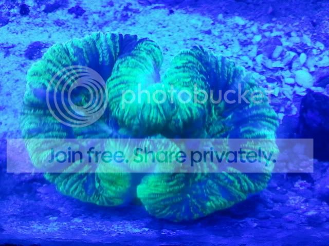 braincoral.jpg