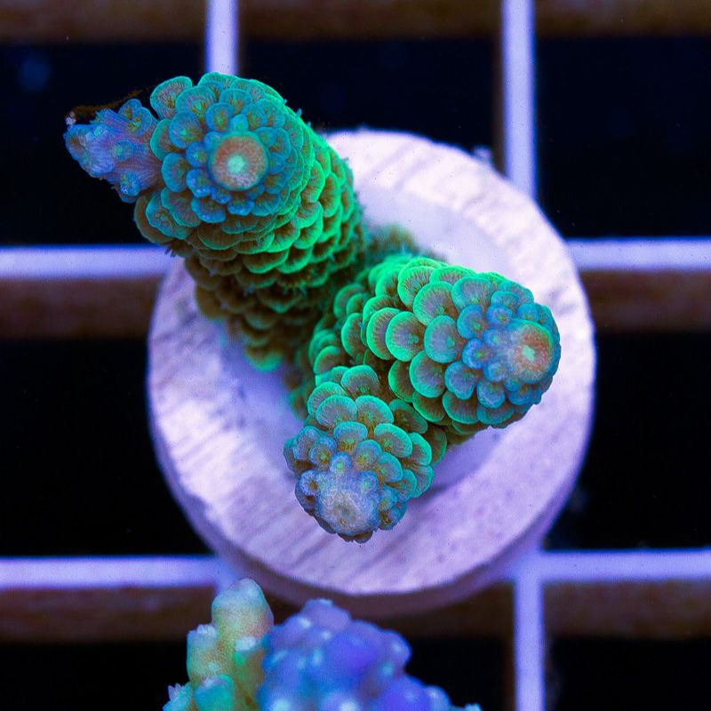 newacropora0136b.jpg~original