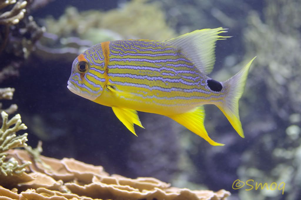 fish.jpg