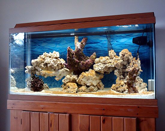 tank112509.jpg