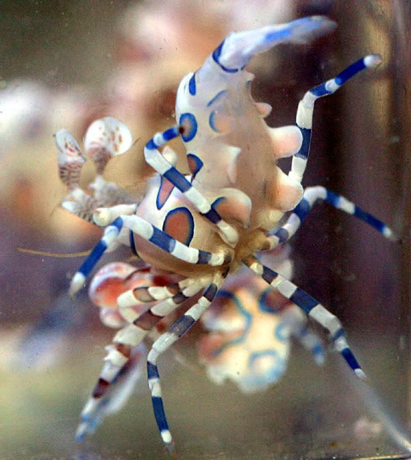harlequin1.jpg