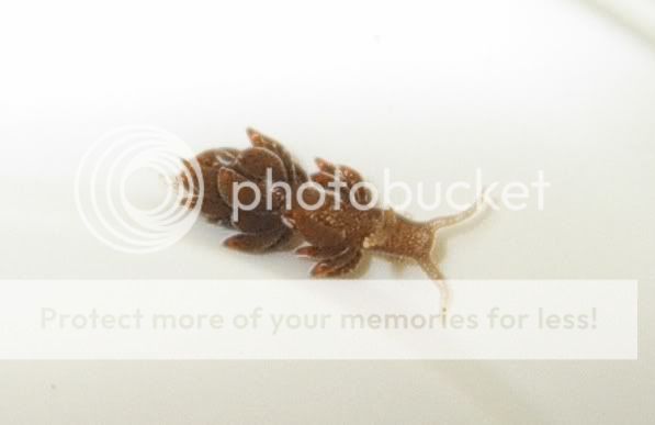 nudi.jpg