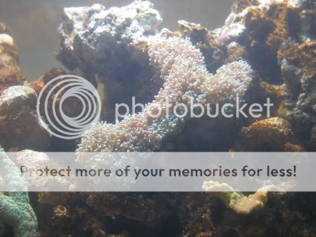 fishies0013.jpg