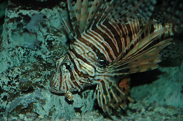 lionfish.jpg