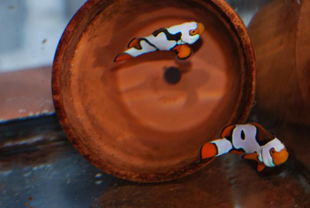 Johnny_Clownfish009_zps3f8903a2.jpg