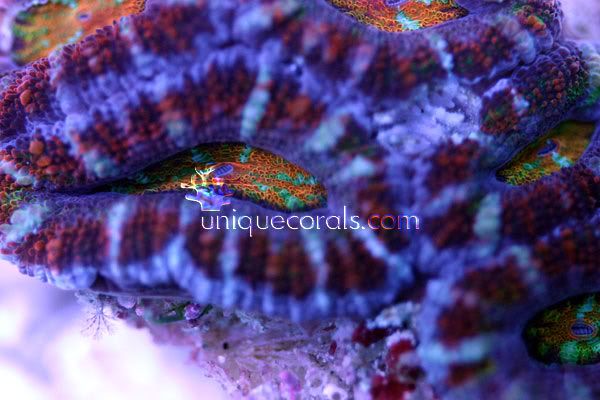 rainbowcenter_acan_macro.jpg