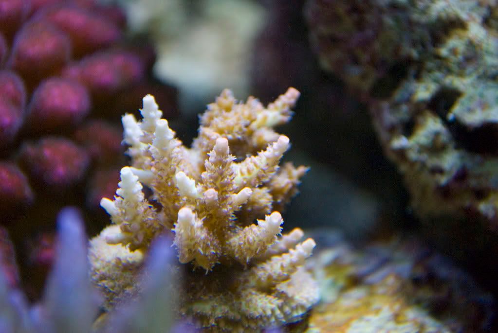 PinkLemonadeColony1.jpg