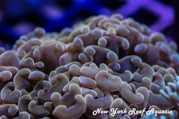 DSC_1798_zpsxm0gpf4h.jpg