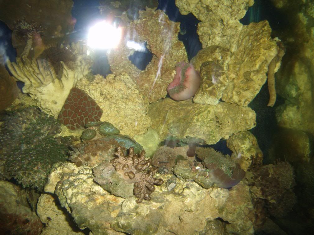 jayfish032.jpg