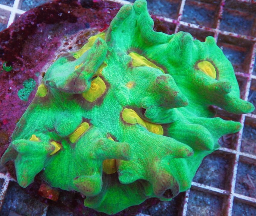 Green%20Pectinia_zpsp6rutzm3.jpg