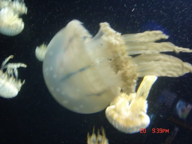 DSC01471.jpg
