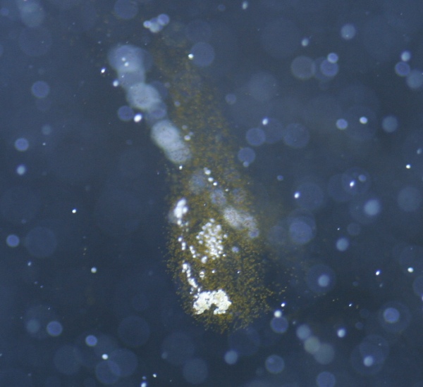 clamgametes.jpg