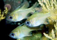 Apogon_leptacanthusAQTrio.jpg