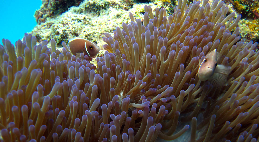 anemonefish.jpg