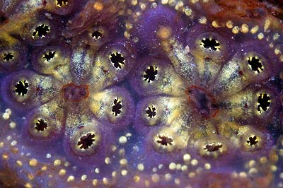 botryllus800.jpg