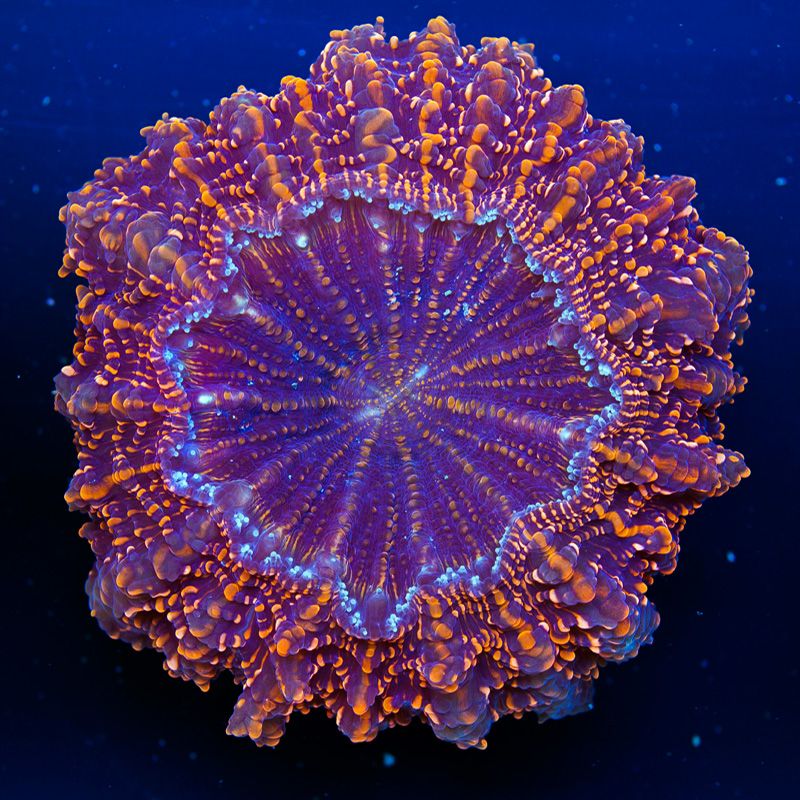 newcoral1545b.jpg