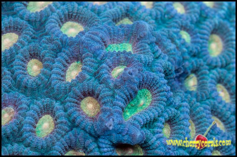 NewCorals_10-3.jpg