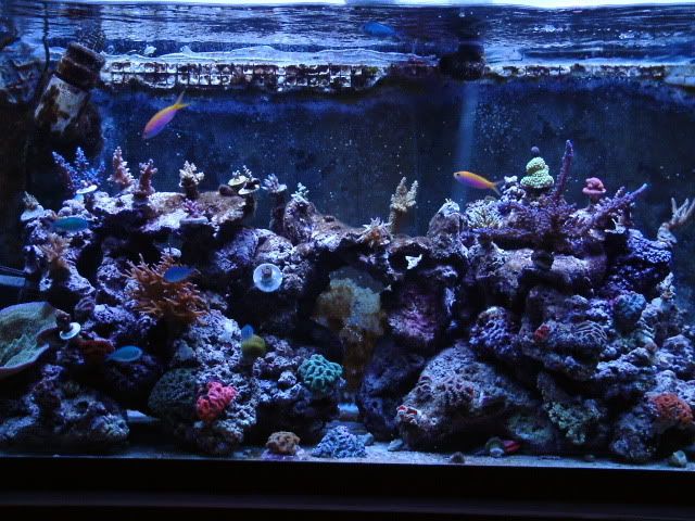 Tank2008_0306001.jpg